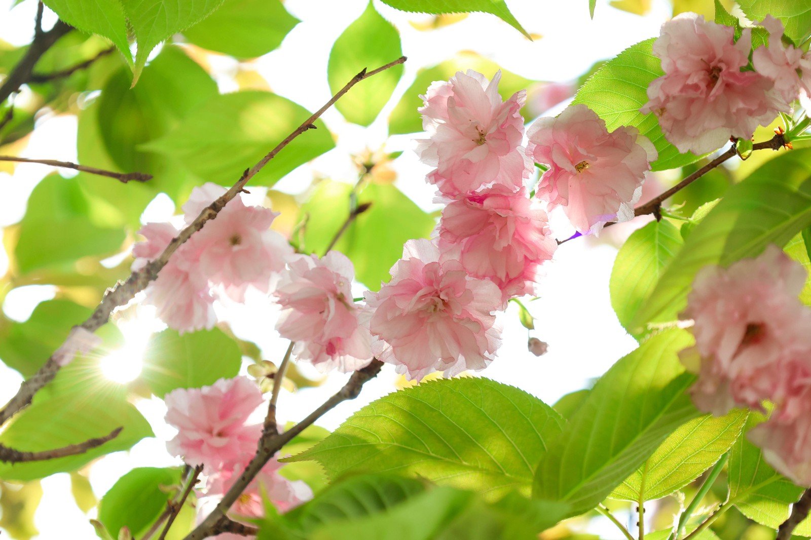 樱花 (1).jpg
